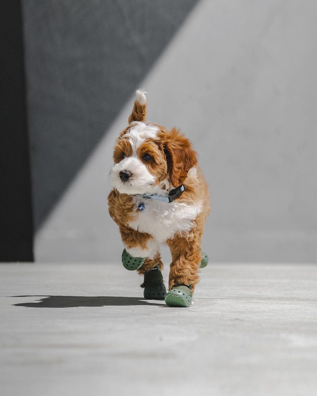 Pawzioo™ Mojave Boots