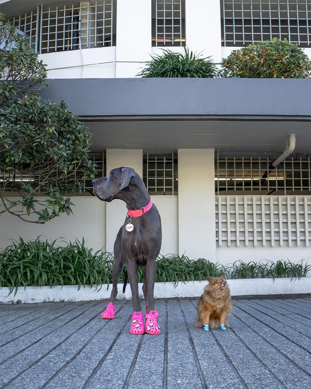 Pawzioo™ Mojave Boots