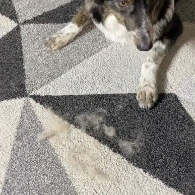 Pawzioo™ ShedAway Magic Mitt
